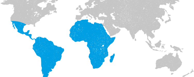 Yellow Fever: Risks, Transmission, and Prevention